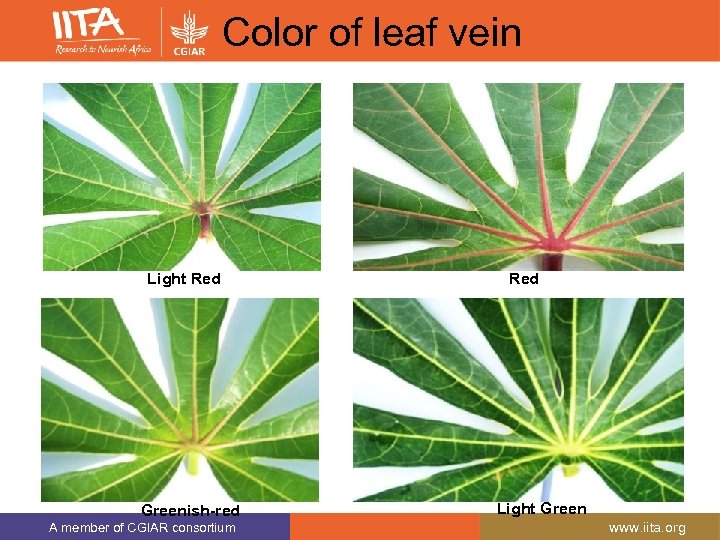 Color of leaf vein Light Red Greenish-red A member of CGIAR consortium Red Light