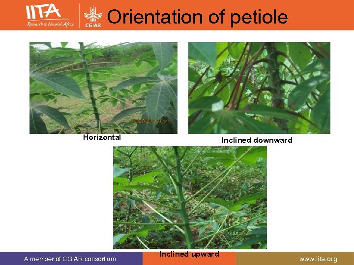 Orientation of petiole Horizontal A member of CGIAR consortium Inclined downward Inclined upward www.