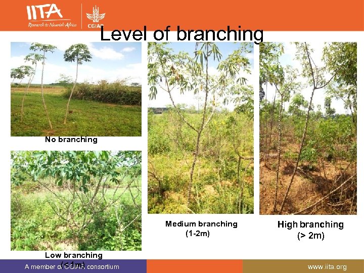 Level of branching No branching Medium branching (1 -2 m) Low branching (< 1