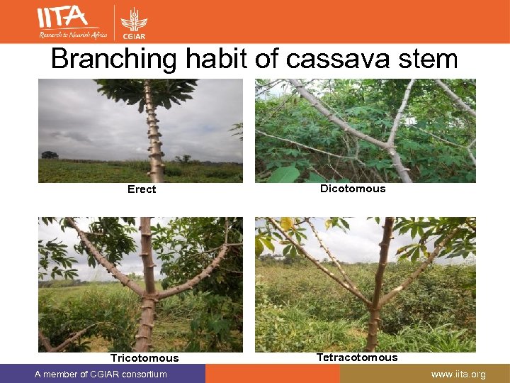 Branching habit of cassava stem Erect Tricotomous A member of CGIAR consortium Dicotomous Tetracotomous