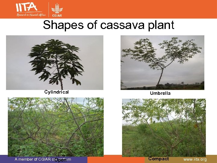 Shapes of cassava plant Cylindrical A member of CGIAR consortium Open Umbrella Compact www.