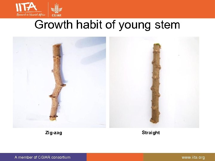 Growth habit of young stem Zig-zag A member of CGIAR consortium Straight www. iita.