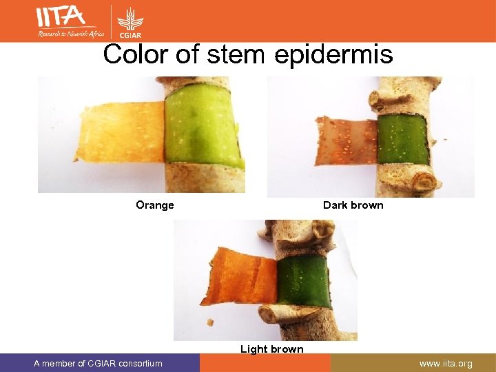 Color of stem epidermis Orange Dark brown Light brown A member of CGIAR consortium