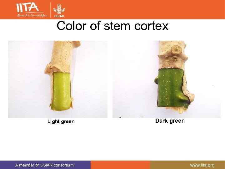 Color of stem cortex Light green A member of CGIAR consortium Dark green www.