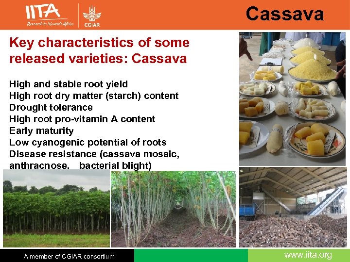 Cassava Key characteristics of some released varieties: Cassava High and stable root yield High