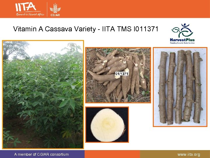 Vitamin A Cassava Variety - IITA TMS I 011371 A member of CGIAR consortium