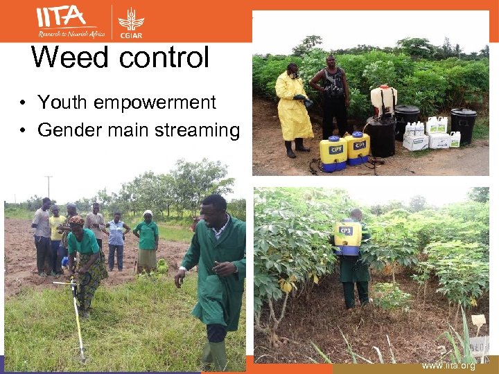 Weed control • Youth empowerment • Gender main streaming A member of CGIAR consortium