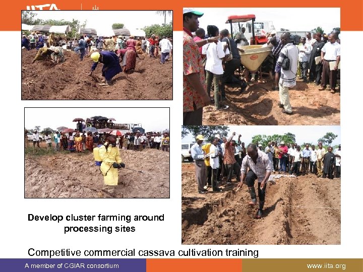 Develop cluster farming around processing sites Competitive commercial cassava cultivation training A member of