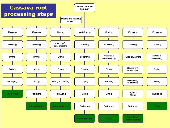 Cassava root processing steps Fresh cassava root from farm Peeling and washing of roots