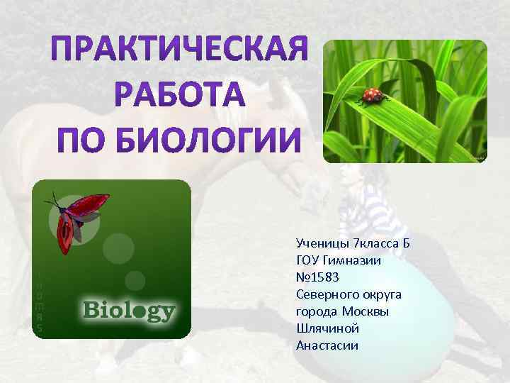 Ученицы 7 класса Б ГОУ Гимназии № 1583 Северного округа города Москвы Шлячиной Анастасии