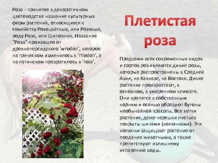 Роза - принятое в декоративном цветоводстве название культурных форм растений, относящихся к семейству Розоцветные,