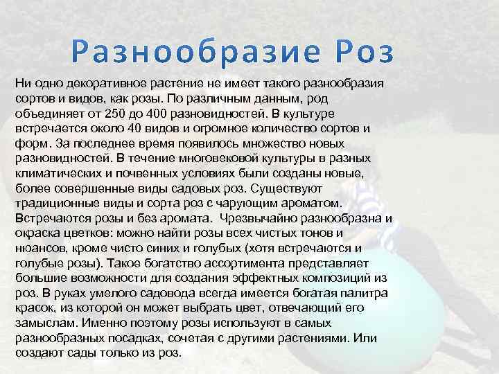 Ни одно декоративное растение не имеет такого разнообразия сортов и видов, как розы. По