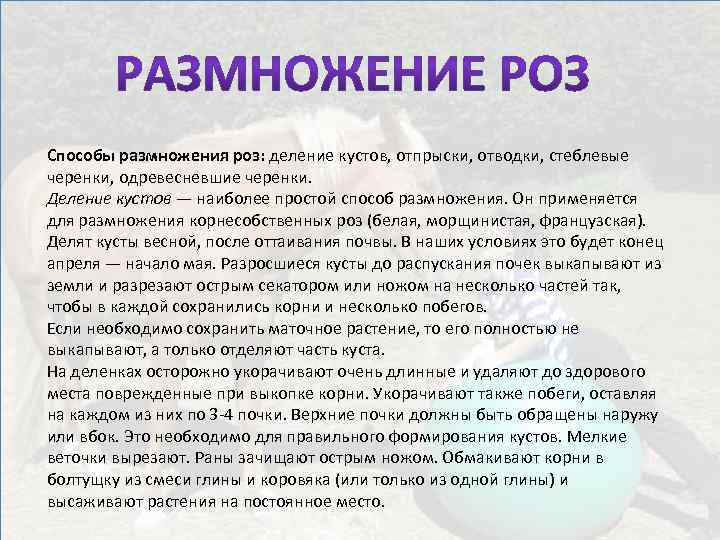 Способы размножения роз: деление кустов, отпрыски, отводки, стеблевые черенки, одревесневшие черенки. Деление кустов —
