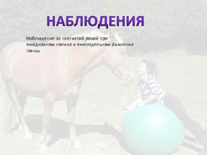 Наблюдение за плетистой розой при ежедневном поливе и еженедельном рыхлении почвы 