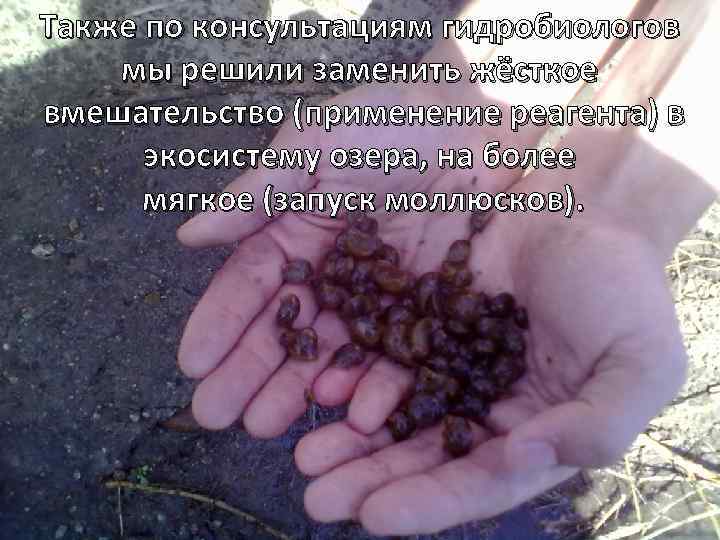 Также по консультациям гидробиологов мы решили заменить жёсткое вмешательство (применение реагента) в экосистему озера,