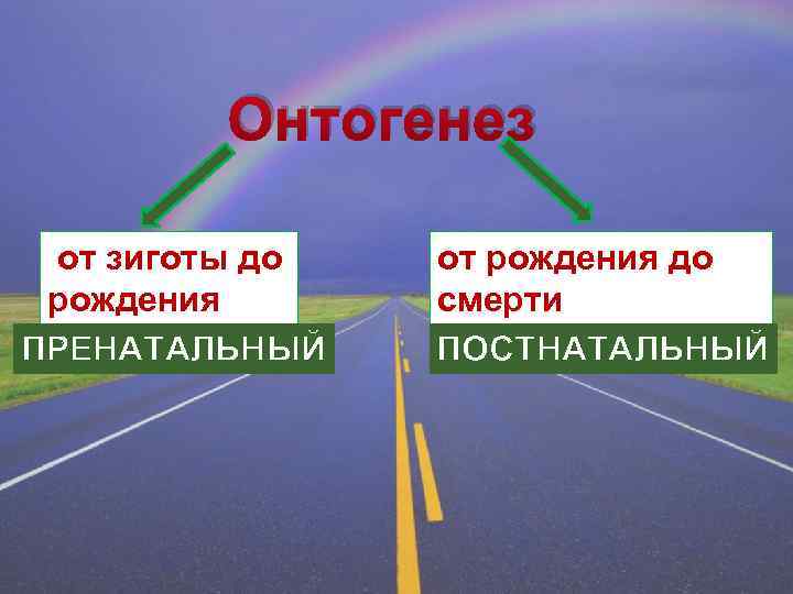 Онтогенез от зиготы до рождения ПРЕНАТАЛЬНЫЙ от рождения до смерти ПОСТНАТАЛЬНЫЙ 