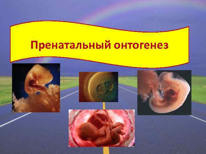 Пренатальный онтогенез 