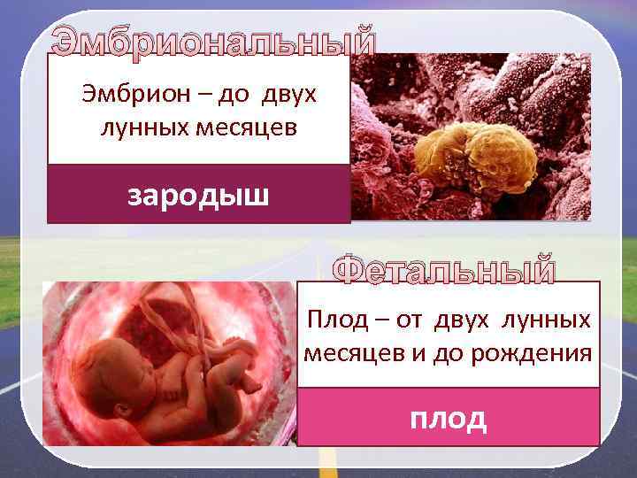 Эмбриональный Эмбрион – до двух лунных месяцев зародыш Фетальный Плод – от двух лунных