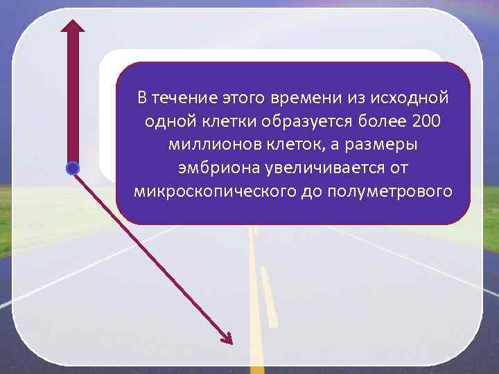 Внутриутробное развитие В течение длится примерно человека этого времени из исходной клетки образуется более