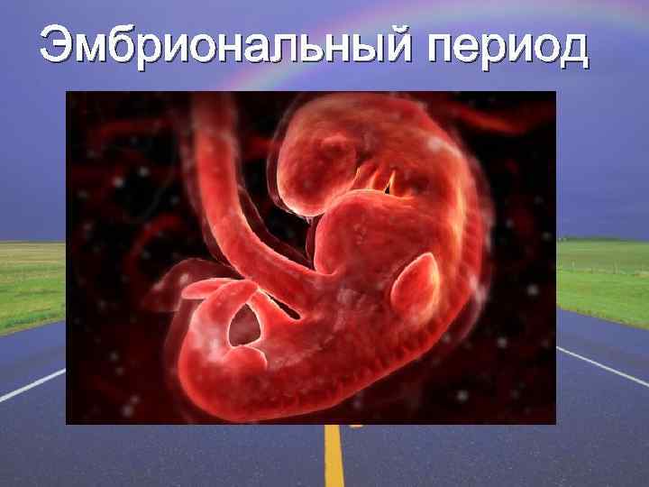 Эмбриональный период 
