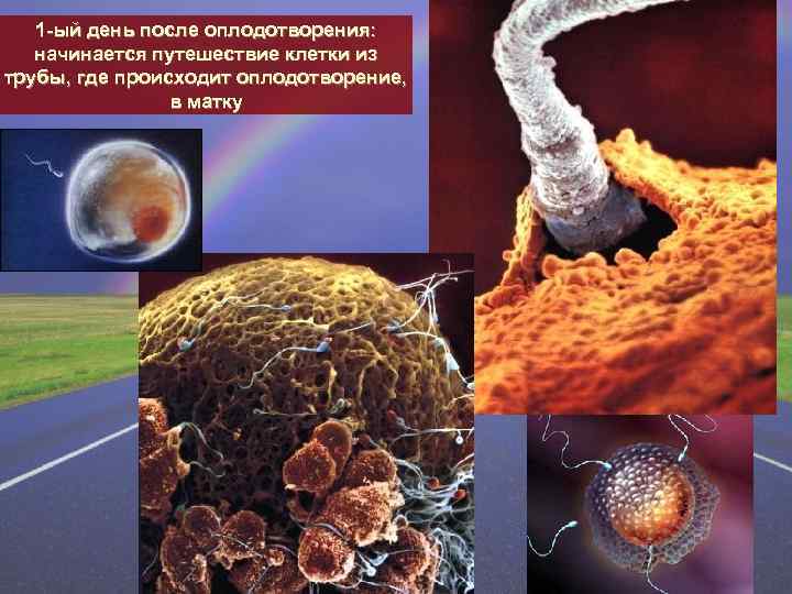 1 оплодотворение происходит