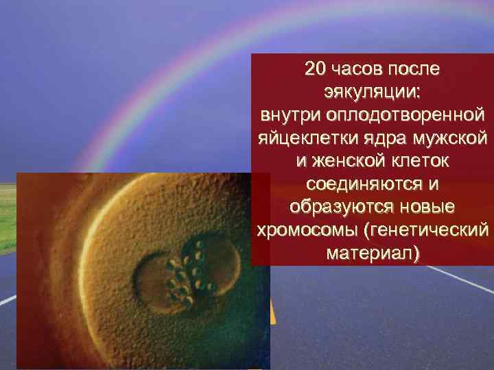 20 часов после эякуляции: внутри оплодотворенной яйцеклетки ядра мужской и женской клеток соединяются и