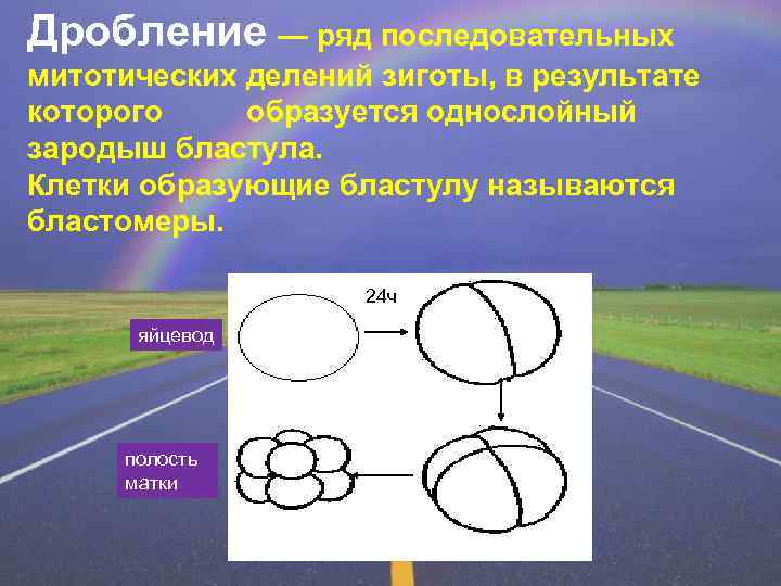 Дробление — ряд последовательных митотических делений зиготы, в результате которого образуется однослойный зародыш бластула.