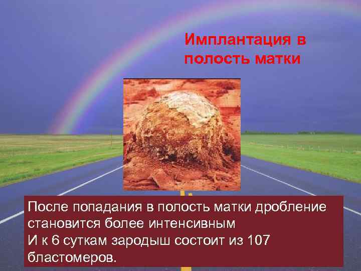 Имплантация в полость матки После попадания в полость матки дробление становится более интенсивным И