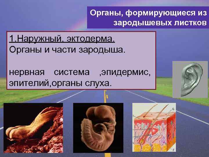 Органы, формирующиеся из зародышевых листков 1. Наружный, эктодерма. Органы и части зародыша. нервная система