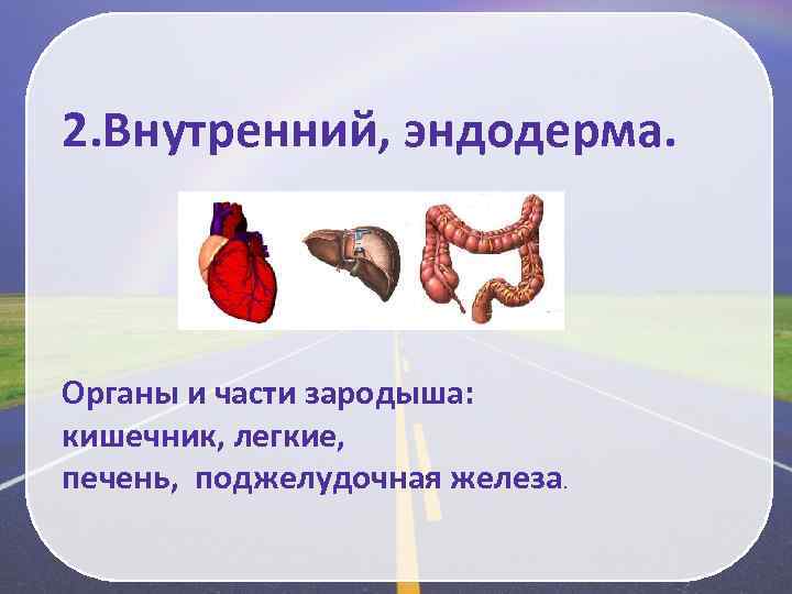 2. Внутренний, эндодерма. Органы и части зародыша: кишечник, легкие, печень, поджелудочная железа. 