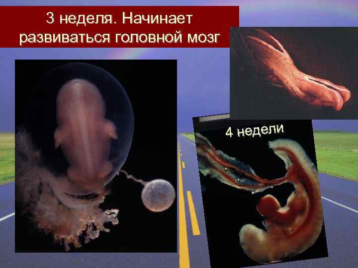 3 неделя. Начинает развиваться головной мозг 4 недели 