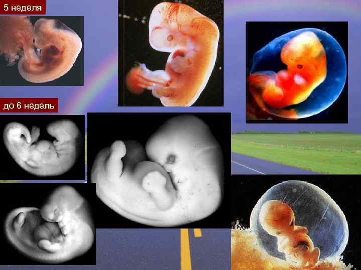 5 неделя до 6 недель 