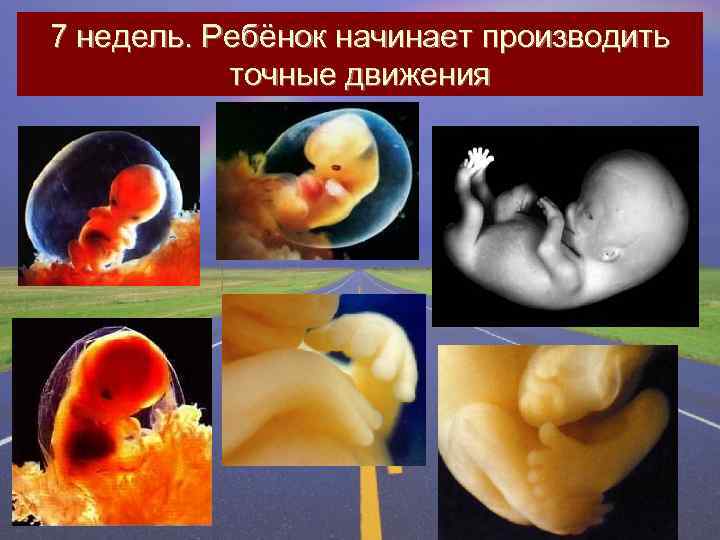 7 недель. Ребёнок начинает производить точные движения 