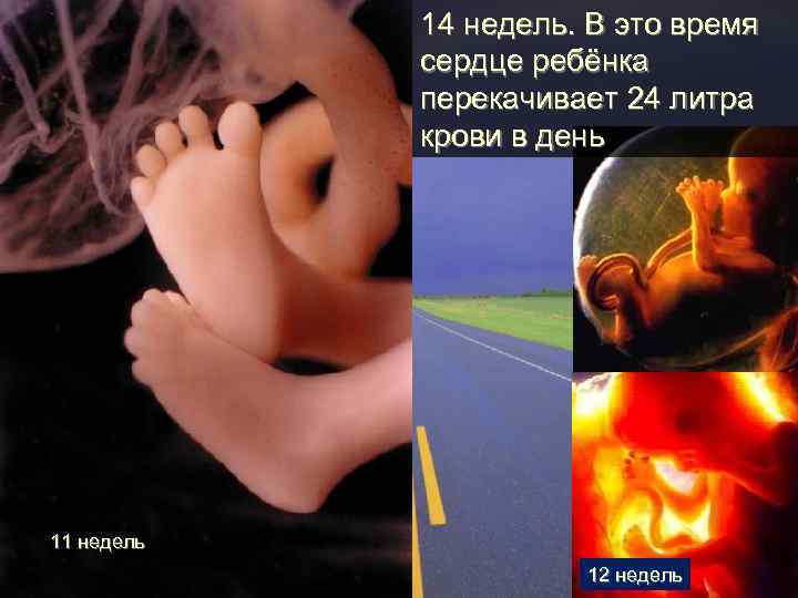 14 недель. В это время сердце ребёнка перекачивает 24 литра крови в день 11