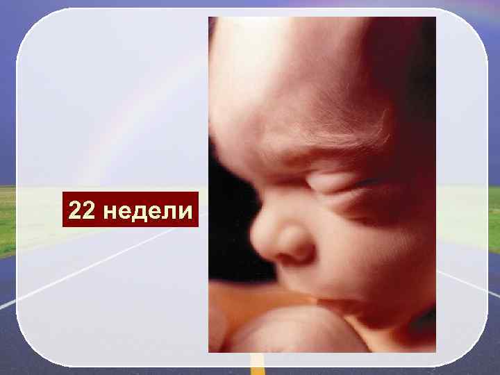 22 недели 