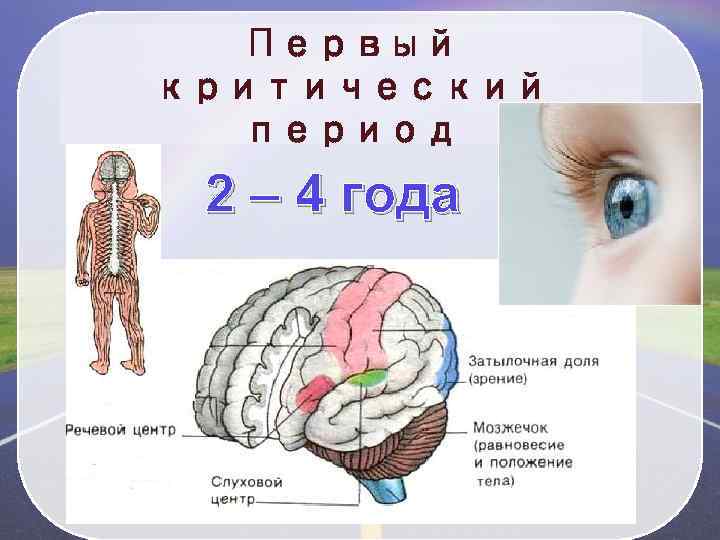Первый критический период 2 – 4 года 