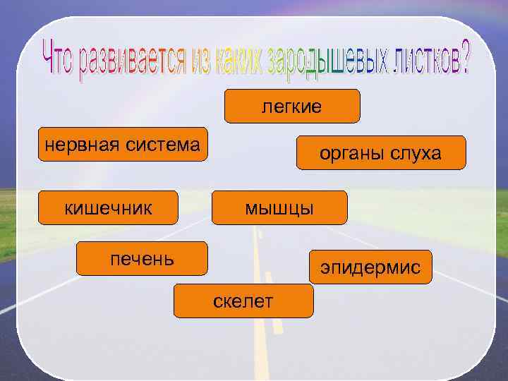 легкие нервная система кишечник органы слуха мышцы печень эпидермис скелет 