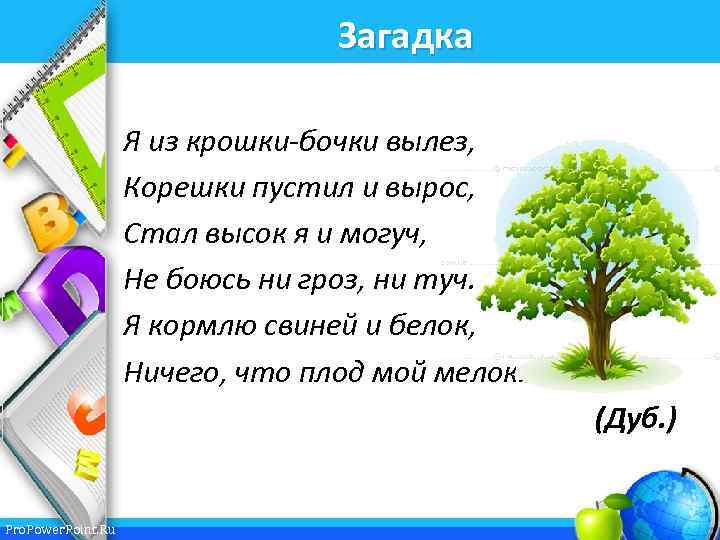 Загадка Я из крошки-бочки вылез, Корешки пустил и вырос, Стал высок я и могуч,