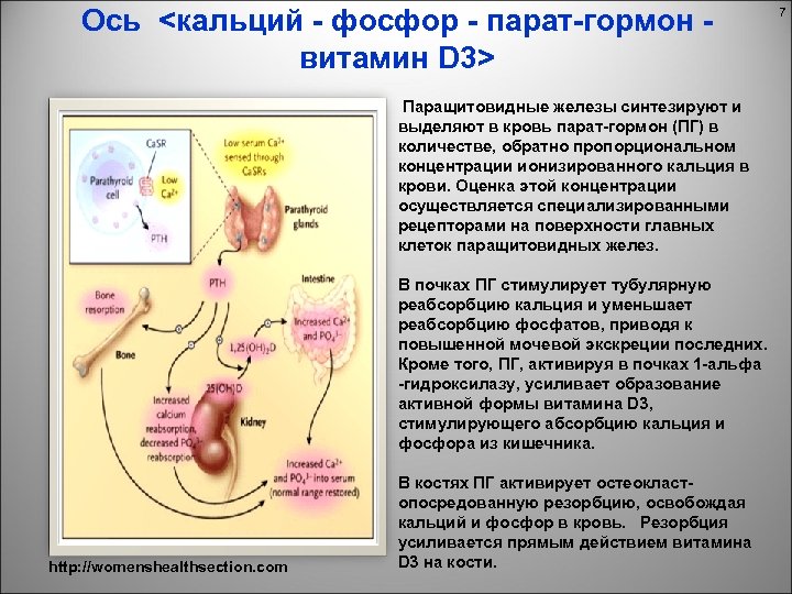 Фосфорно кальциевый обмен биохимия презентация