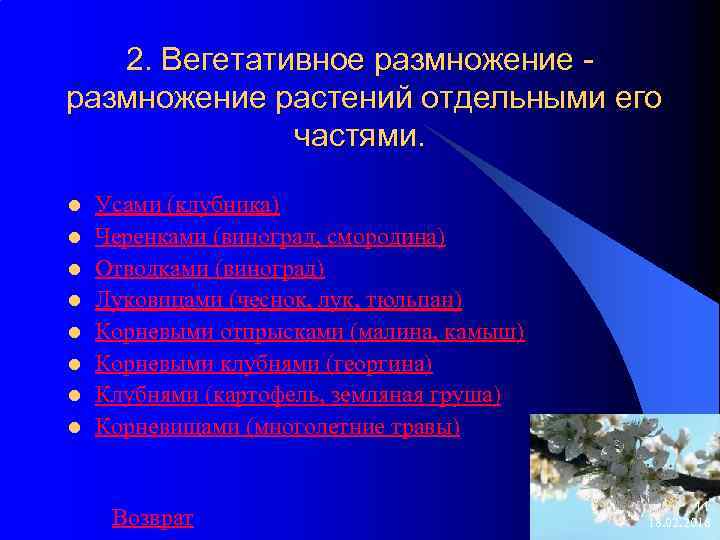 2. Вегетативное размножение растений отдельными его частями. l l l l Усами (клубника) Черенками