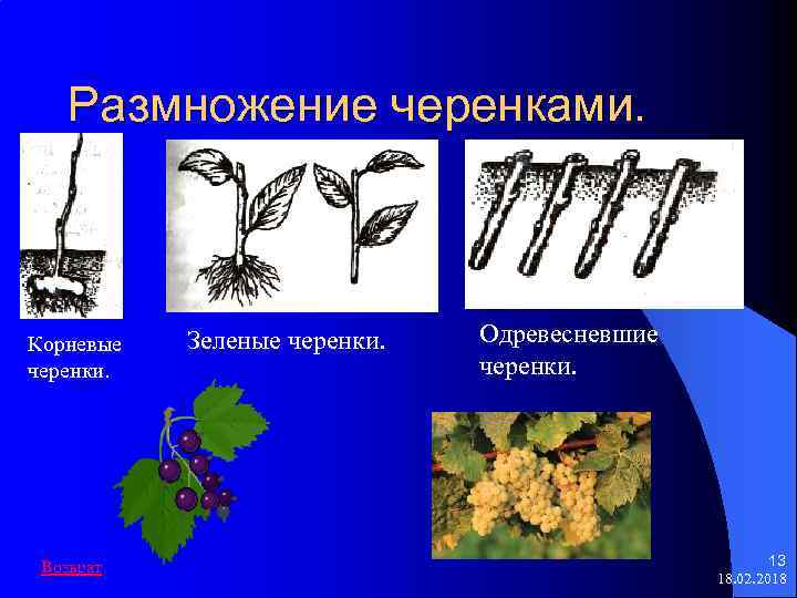 Размножение черенками. Корневые черенки. Возврат Зеленые черенки. Одревесневшие черенки. 13 18. 02. 2018 