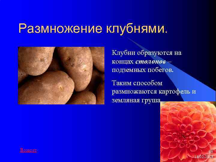 Размножение клубнями. Клубни образуются на концах столонов – подземных побегов. Таким способом размножаются картофель