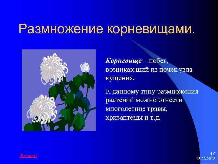 Размножение корневищами. Корневище – побег, возникающий из почек узла кущения. К данному типу размножения