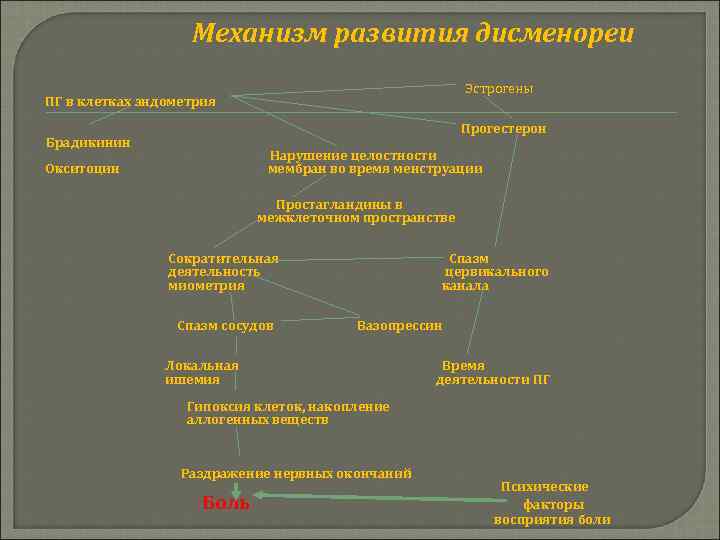 Механизм развития дисменореи строгены Э ПГ в клетках эндометрия Прогестерон Брадикинин Нарушение целостности мембран