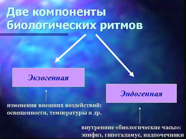 Две компоненты биологических ритмов Экзогенная Эндогенная изменения внешних воздействий: освещенности, температуры и др. внутренние