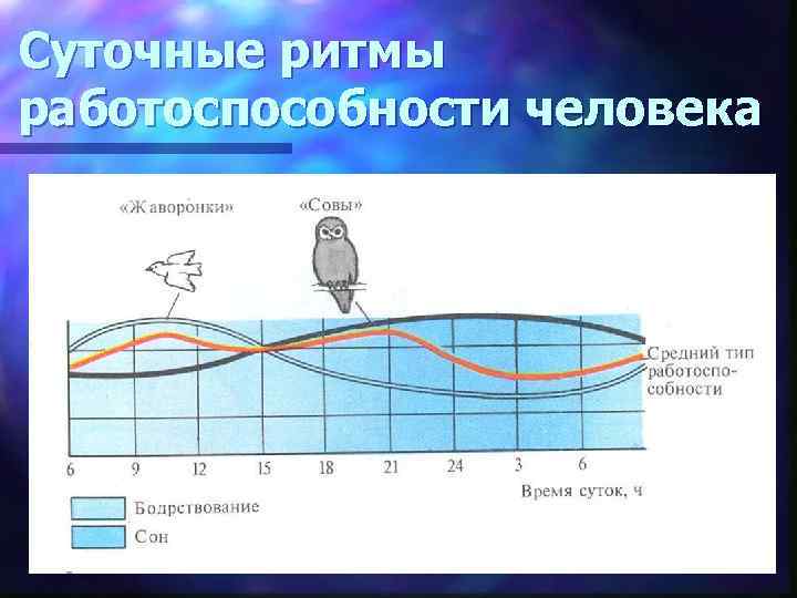 Суточные ритмы работоспособности человека 