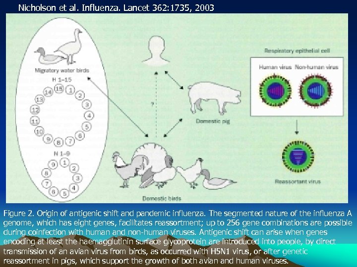 Nicholson et al. Influenza. Lancet 362: 1735, 2003 Figure 2. Origin of antigenic shift