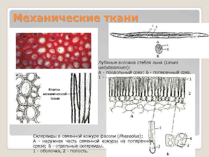 Ткани и клетки стебля