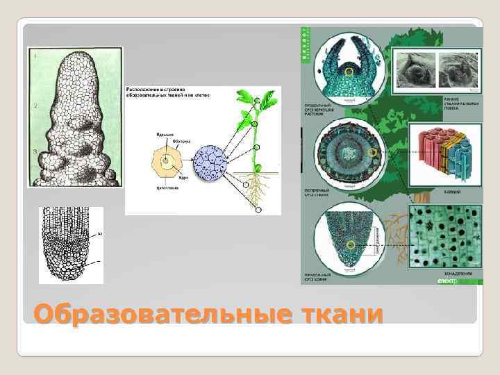 К какой ткани относятся изображенные на рисунке клетки