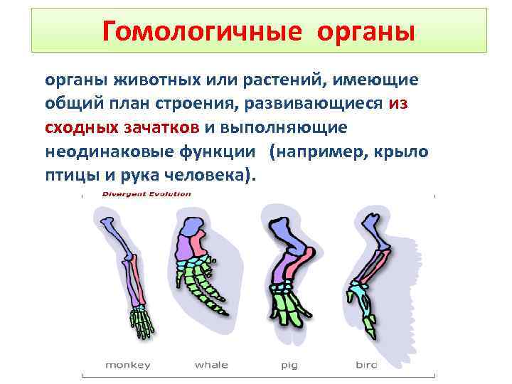 Органы имеющие сходное строение и происхождение. Гомологичные органы это биология 11 класс. Гомологичные органы у растений и животных. Гомологичные органы – это органы. Гомологичные органы дивергенции.